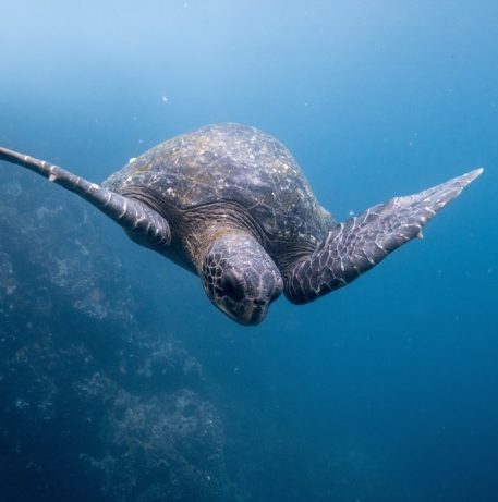 MisticoTurtleReserve